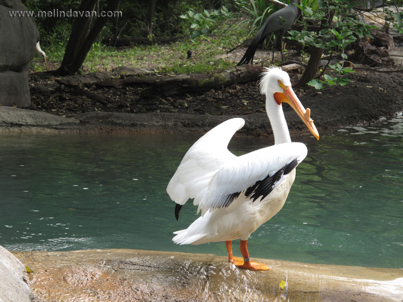 American White Pelican on a rock at the zoo