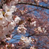 Spring Renewal