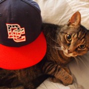 Jasper the Cat
