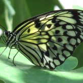 Butterfly Kisses